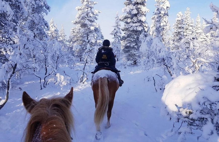 Picture 5 for Activity Rovaniemi: Winter Horse Riding in Arctic Nature