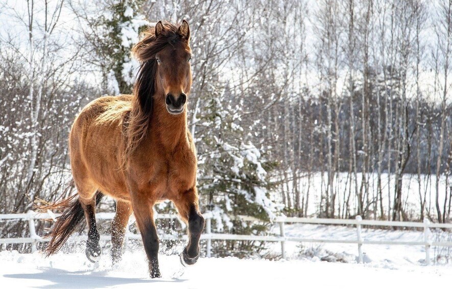 Picture 6 for Activity Rovaniemi: Winter Horse Riding in Arctic Nature