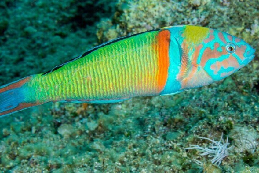 Get to know beautiful aquatic life, like this ornate wrasse (Thalassoma pavo).