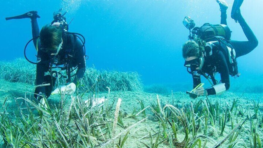 Seagrass monitoring and restoration - become a citizen scientist and help combat climate change!