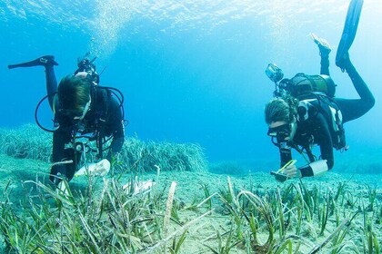 Research diving with a Marine Biologist in Crete