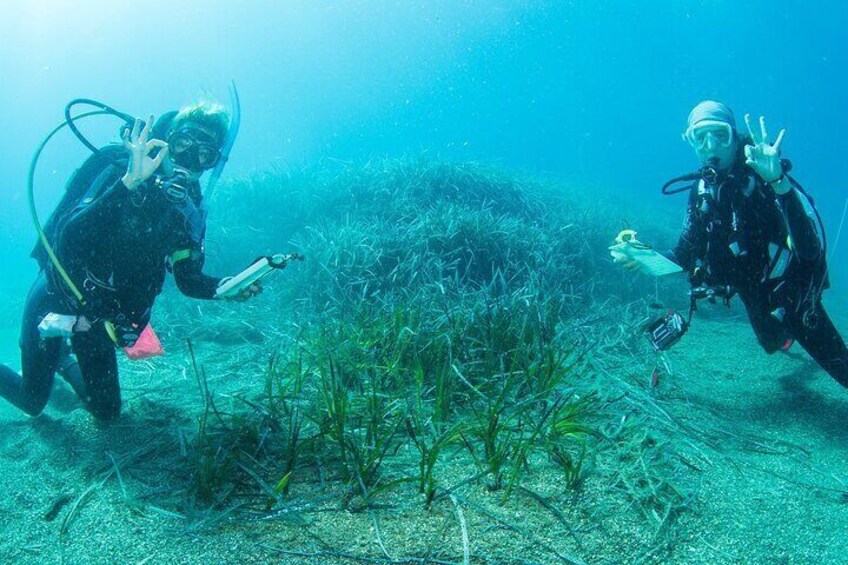 Have fun doing something good for the environment! Like restoring a Neptune grass meadow (Posidonia oceanica).