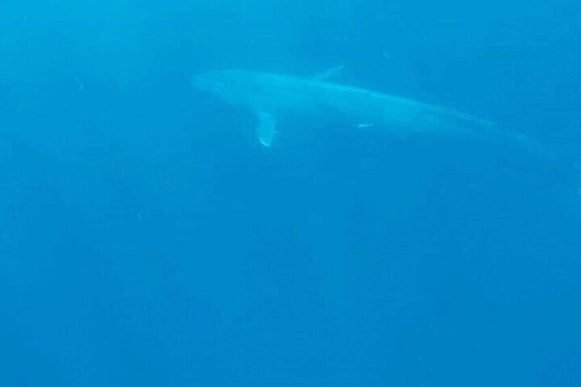 Blue Whale in Sri Lankan water