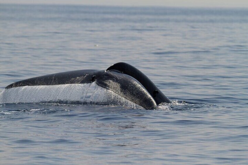 Blue Whale in Sri Lankan water