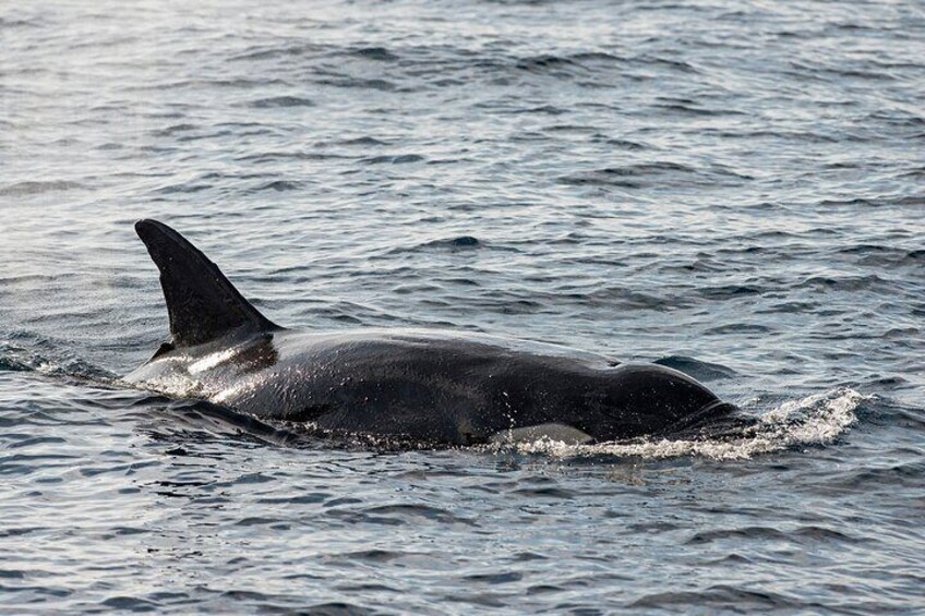 Killer Whale in Sri Lankan water