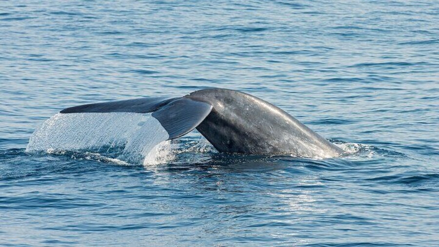 Blue Whale in Sri Lankan water