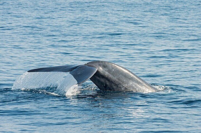 Blue Whale in Sri Lankan water