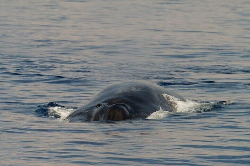 Blow hole of Blue Whale in Sri Lankan water