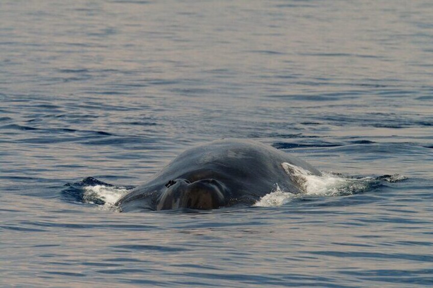 Blow hole of Blue Whale in Sri Lankan water