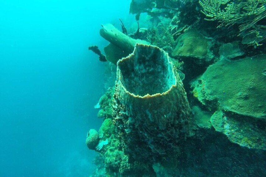 Snorkeling Experience of Roatan with Beach Break