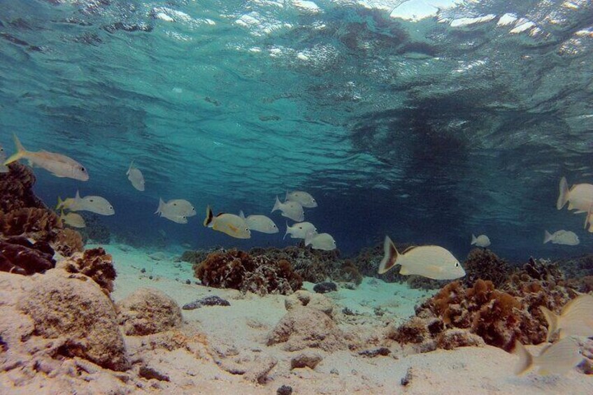 Snorkeling Experience of Roatan with Beach Break