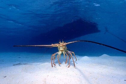 1 Stop Snorkel Adventure with Beach Break