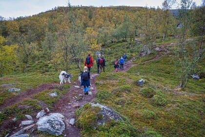 3 Hour UNESCO World Heritage Hike to Komsa Mountain