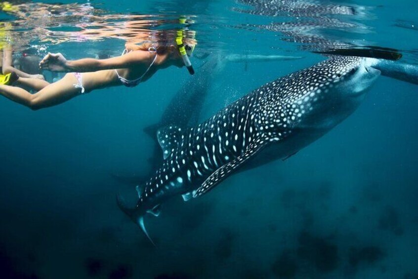 Private Bohol Whaleshark Watching