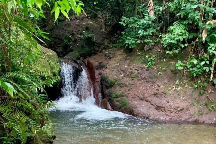 Picture 2 for Activity Martinique: Traditional Creole Wellness Retreat