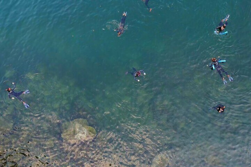 Snorkeling Seals Paddling Wildlife Boat Tour in Vancouver