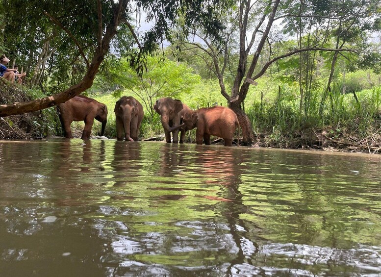 Picture 3 for Activity Chiang Mai: Elephant Dream Project Sanctuary - Full Day