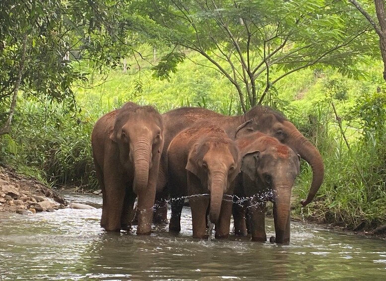 Picture 9 for Activity Chiang Mai: Elephant Dream Project Sanctuary - Full Day