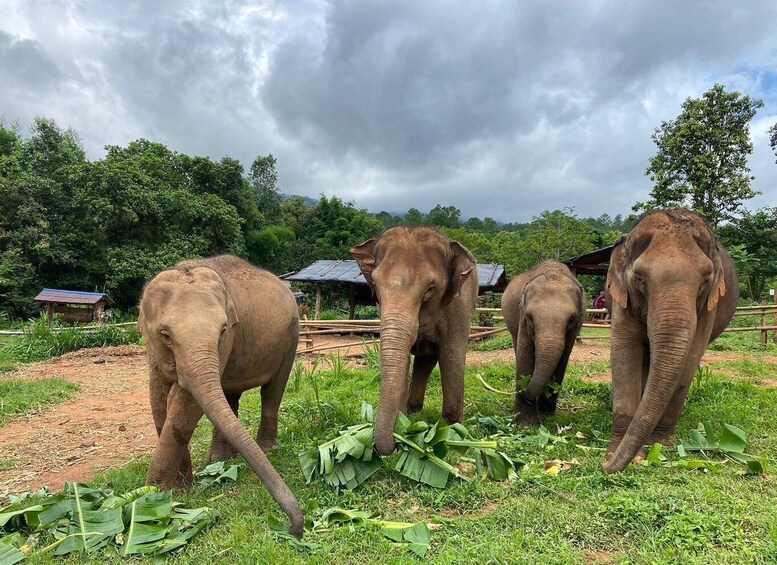 Picture 2 for Activity Chiang Mai: Elephant Dream Project Sanctuary - Full Day