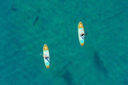 Stand Up Paddle Board Tour Lake Mead