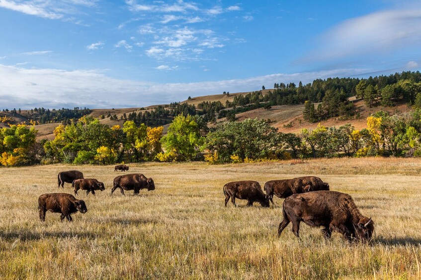 Black Hills To Mount Rushmore Self-Guided Driving Audio Tour