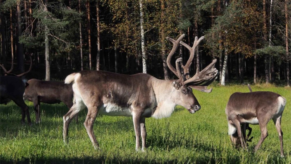 Picture 1 for Activity Rovaniemi: Authentic Lapland Reindeer Farm Experience