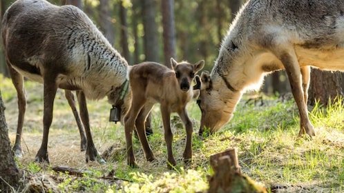 Rentier-Sommerhofbesuch auf einem 200 Jahre alten Bauernhof in Rovaniemi