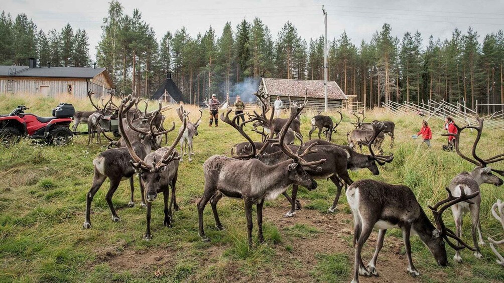 Picture 4 for Activity Rovaniemi: Authentic Lapland Reindeer Farm Experience