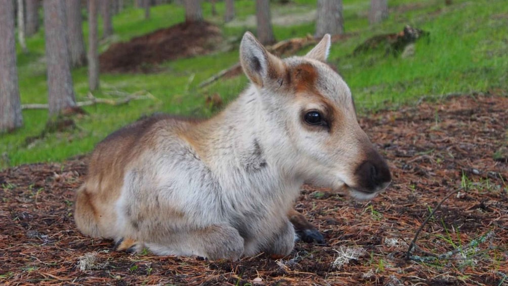 Picture 2 for Activity Rovaniemi: Authentic Lapland Reindeer Farm Experience