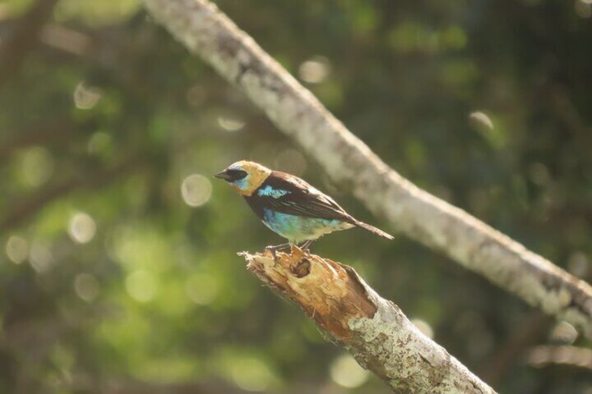 Neotropical birds 