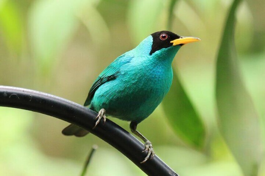 Birdwatching Pipeline Road Gamboa Town and Discovery Center 