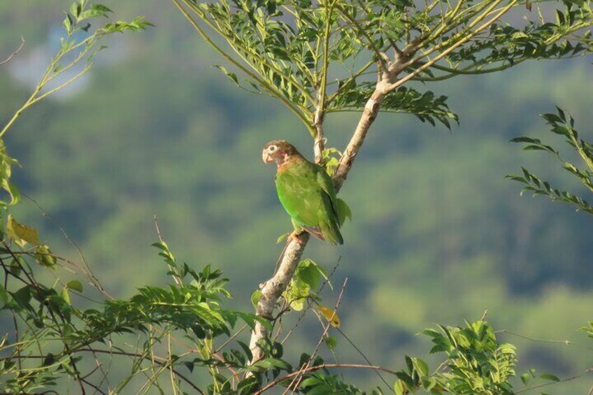 Neotropical birds 