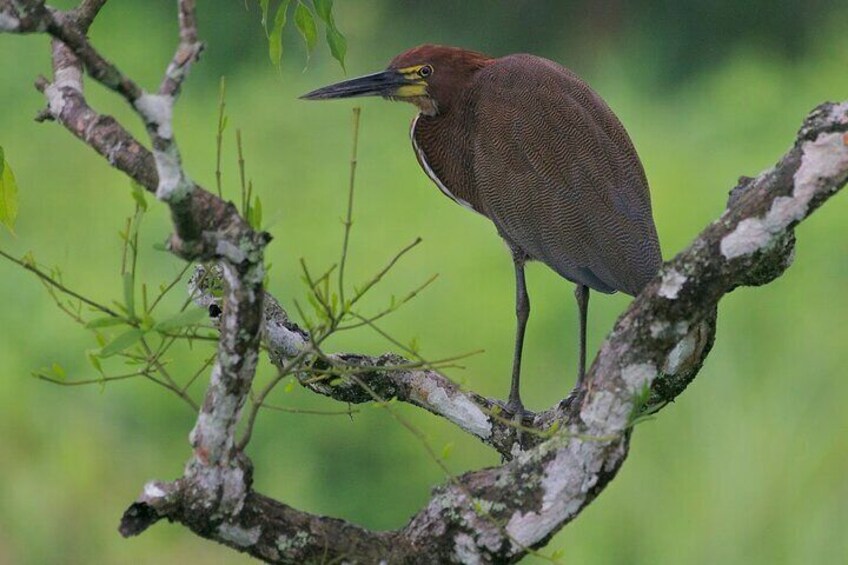 Bird Watching Pipeline Road Gamboa Town and Discovery Center 