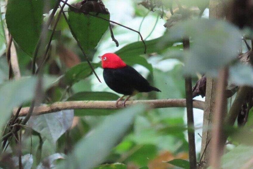 Neotropical birds 