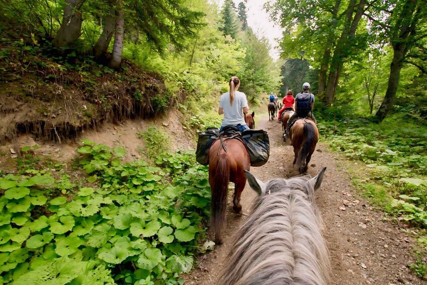 Picture 3 for Activity Rovaniemi: Horse Riding in Arctic Wilderness