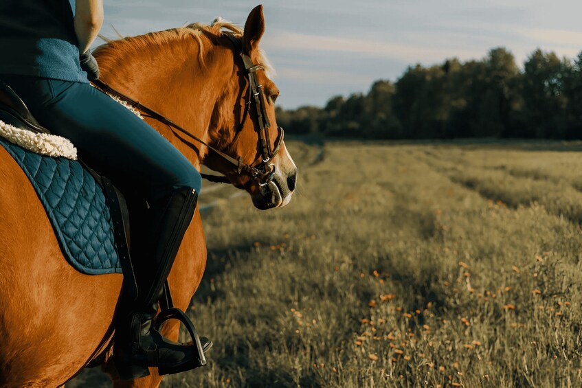 Rovaniemi: Horse Riding in Arctic Wilderness
