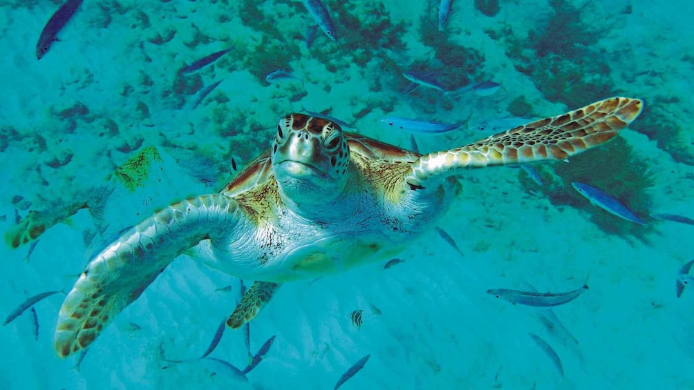 Show item 4 of 5. Turtle adventure in Barbados