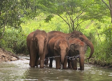 Chiang Mai: Elephant Dream Project Sanctuary - Half-Day