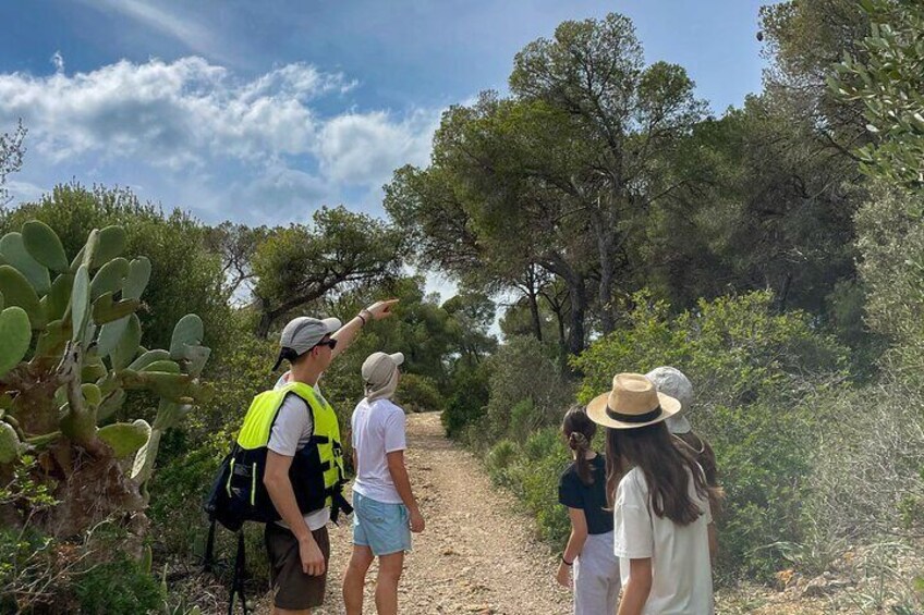 Palma de Mallorca: Small Group Tour by Locals in Hidden Coves