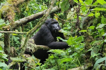 7 Days of Uganda Primates and Wildlife Adventure