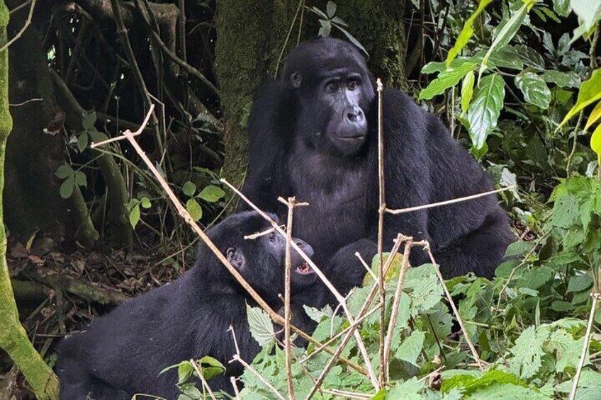 7 Days of Uganda Primates and Wildlife Adventure