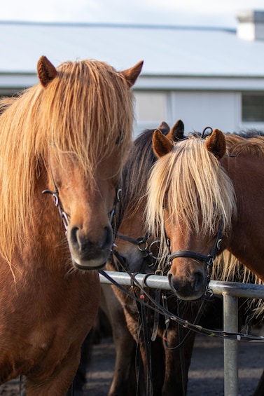 Picture 1 for Activity Hveragerdi: Countryside Charm Horse Riding Tour