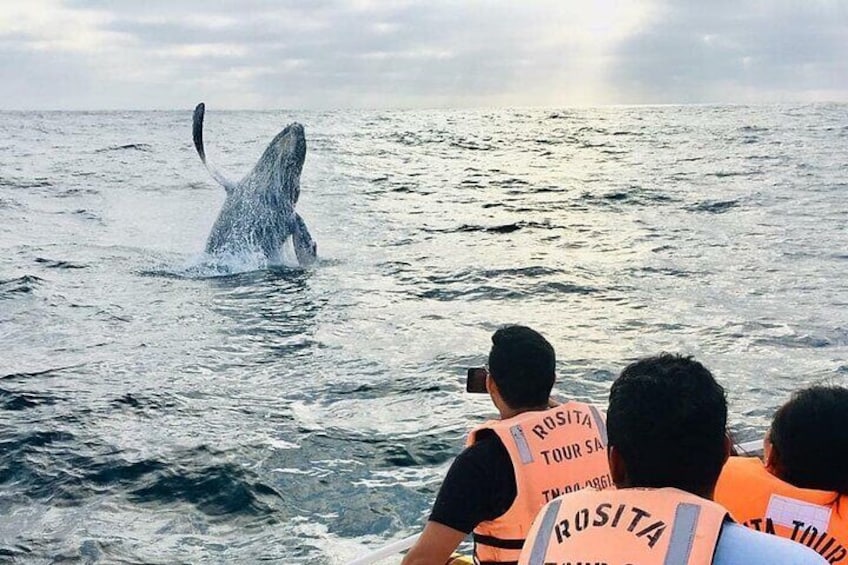 Whale Watching and Snorkeling Tour in Puerto López