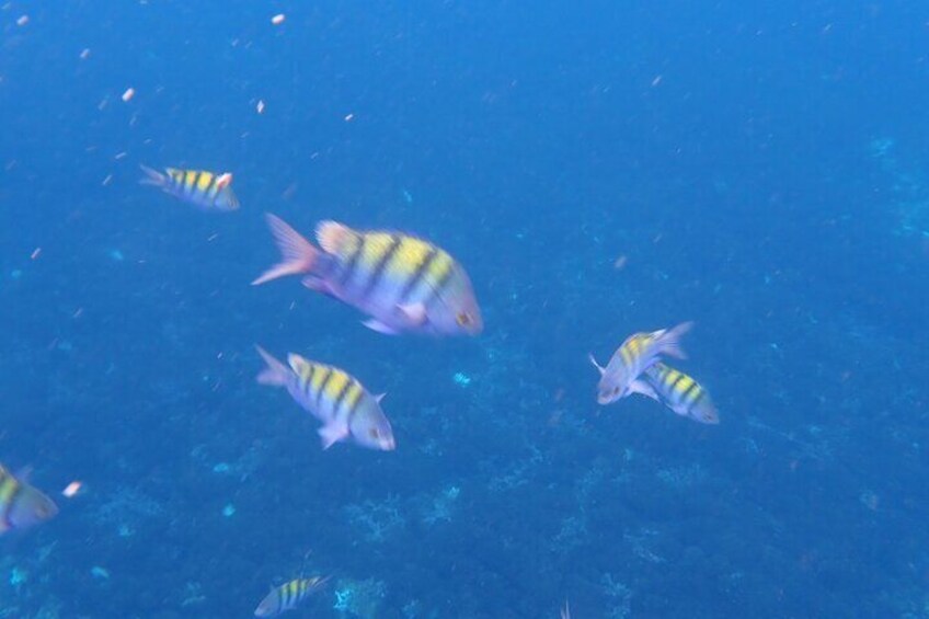 Whale Watching and Snorkeling Tour in Puerto López