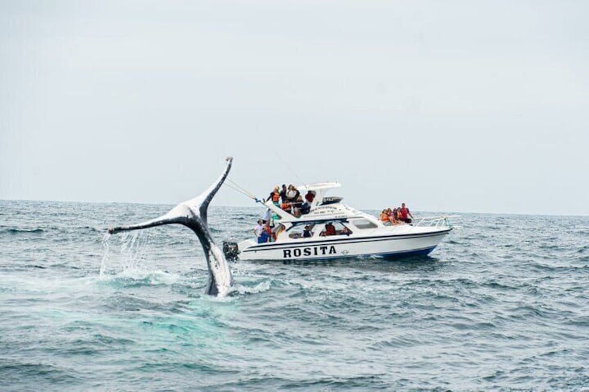 Whale Watching and Snorkeling Tour in Puerto López