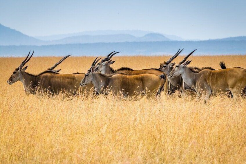 3 Days Masai Mara Group Joining Safari 