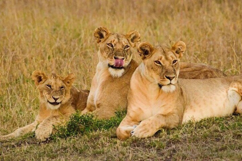 Masai Mara Lions