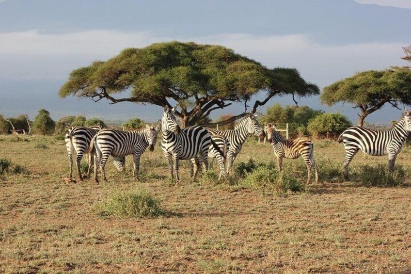 3 Days Masai Mara Group Joining Safari 