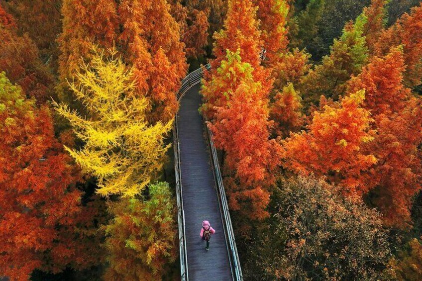 Jangtaesan Recreational Forest Autumn Foliage Day Tour From Seoul