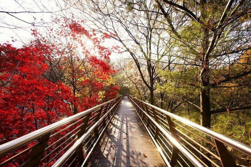 Jangtaesan Recreational Forest Autumn Foliage Day Tour From Seoul